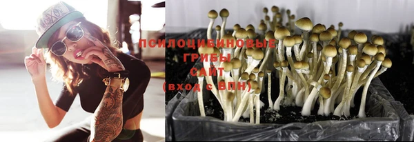 PSILOCYBIN Каменногорск